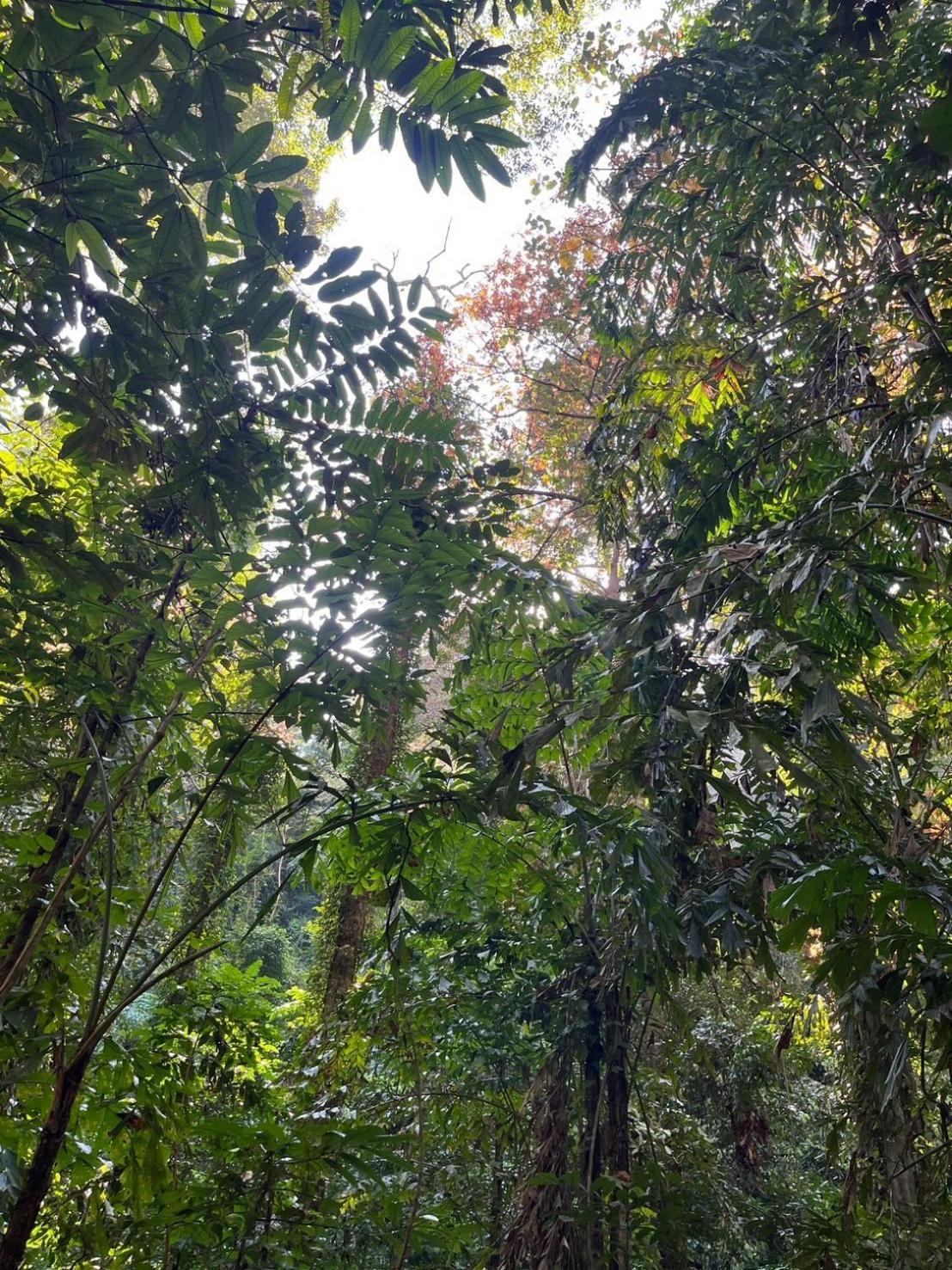 Ban Tha Ton Do Koh Yao Noi Lejlighed Eksteriør billede